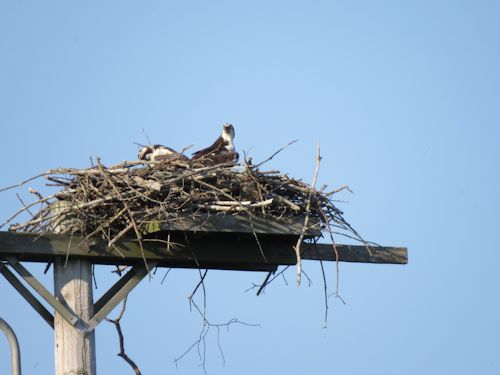 young osprey at the Taste of Maine Restaurant in Woolwich