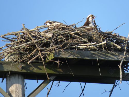 young osprey at the Taste of Maine Restaurant in Woolwich