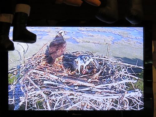 young osprey at the Taste of Maine Restaurant in Woolwich