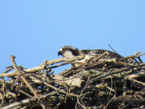 young osprey at the Taste of Maine Restaurant in Woolwich