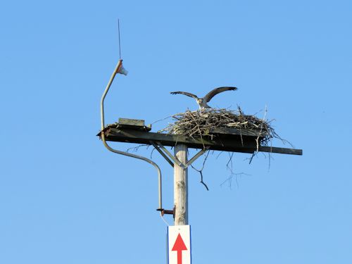 young osprey at the Taste of Maine Restaurant in Woolwich