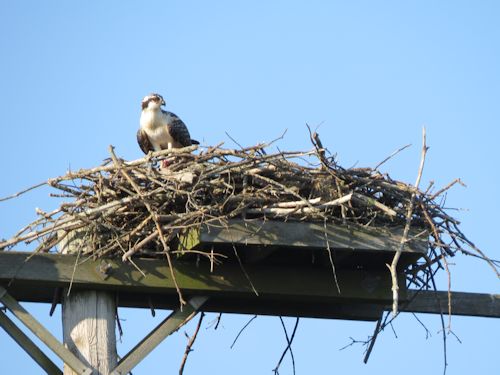 young osprey at the Taste of Maine Restaurant in Woolwich
