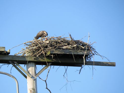 young osprey at the Taste of Maine Restaurant in Woolwich