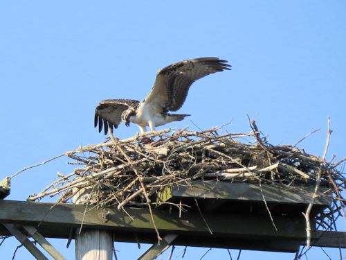 young osprey at the Taste of Maine Restaurant in Woolwich