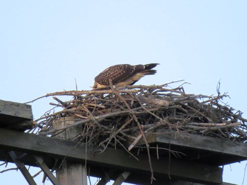 fledgling osprey at the Taste of Maine Restaurant in Woolwich