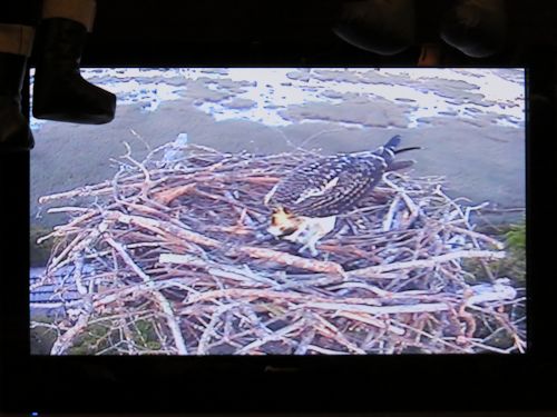 fledgling osprey at the Taste of Maine Restaurant in Woolwich