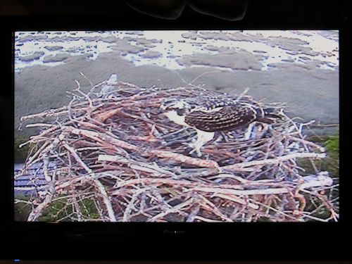 fledgling osprey at the Taste of Maine Restaurant in Woolwich