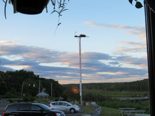fledgling osprey at the Taste of Maine Restaurant in Woolwich
