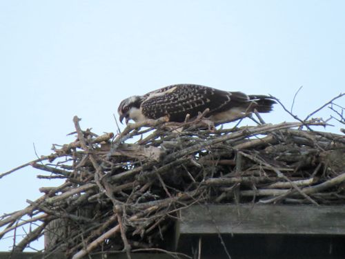 fledgling osprey at the Taste of Maine Restaurant in Woolwich
