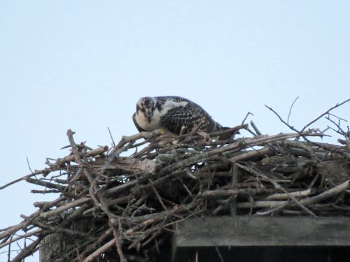 fledgling osprey at the Taste of Maine Restaurant in Woolwich