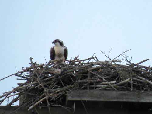 fledgling osprey at the Taste of Maine Restaurant in Woolwich