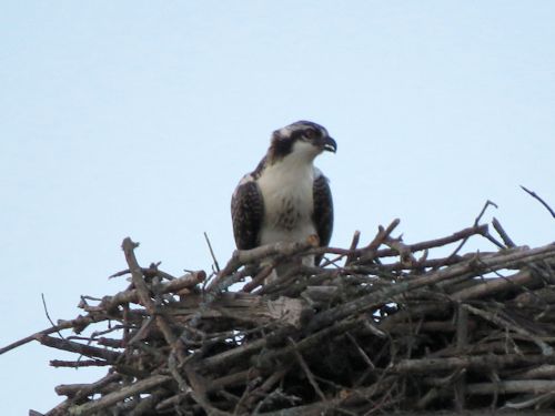 fledgling osprey at the Taste of Maine Restaurant in Woolwich