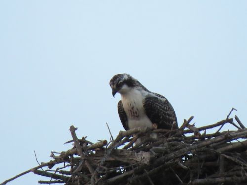fledgling osprey at the Taste of Maine Restaurant in Woolwich