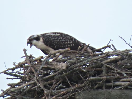 fledgling osprey at the Taste of Maine Restaurant in Woolwich