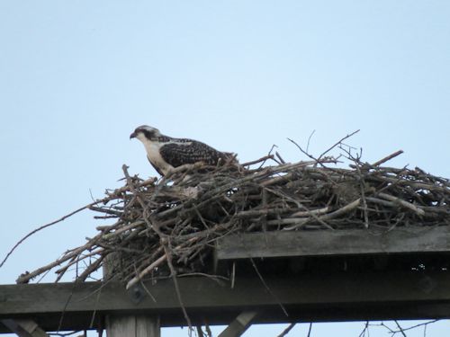 fledgling osprey at the Taste of Maine Restaurant in Woolwich
