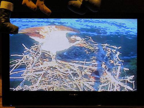 Mom osprey showing off her three chicks