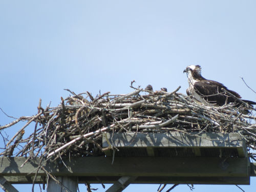 osprey chicks peeking over the side of the nest