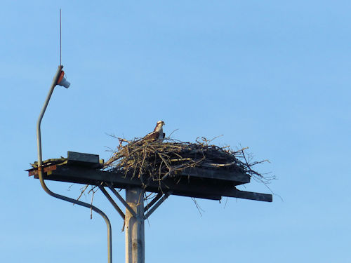 osprey at the Taste of Maine