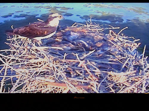 osprey at the Taste of Maine