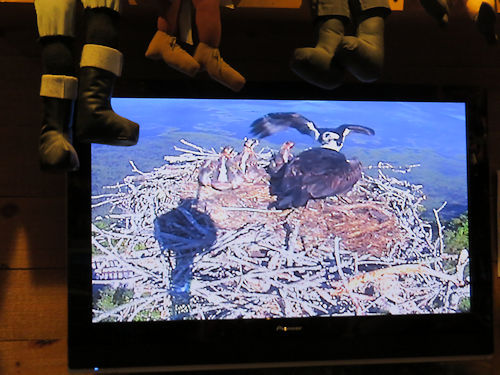 osprey at the Taste of Maine Restaurant