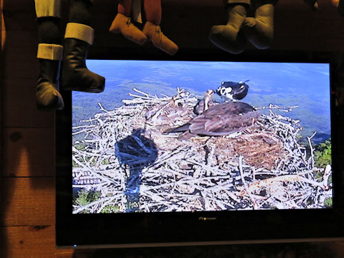 osprey at the Taste of Maine Restaurant