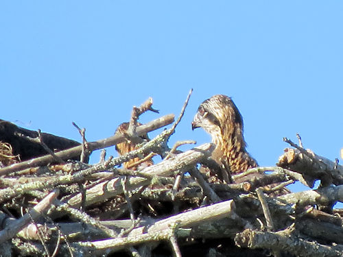 3-week-old osprey chick
