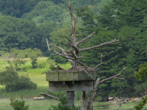 Sasanoa osprey
