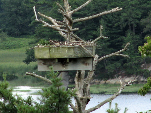 Sasanoa osprey