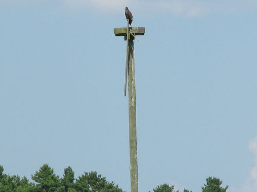 Sasanoa eagle