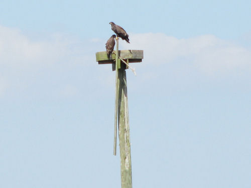 Sasanoa eagles
