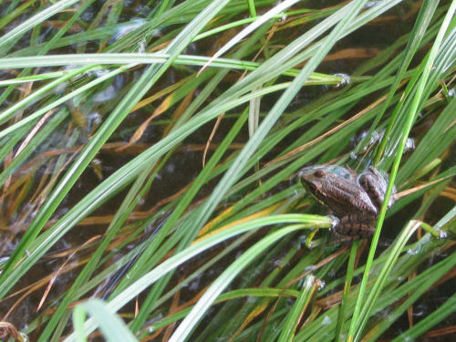 frog