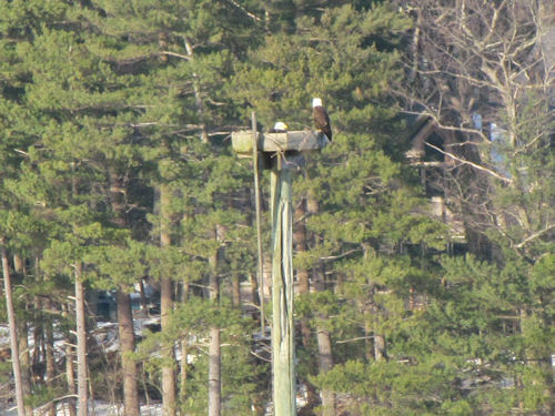 eagles on their nest