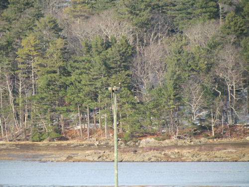 eagles on their nest