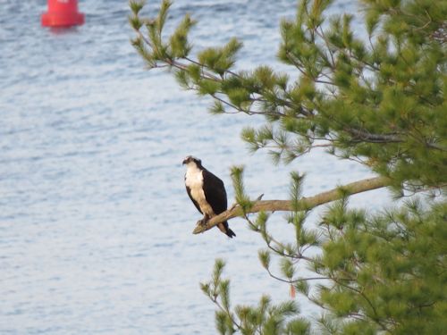 one on the branch