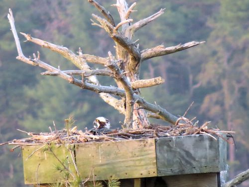 one in the nest
