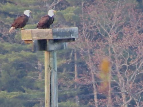 both adults on the nest