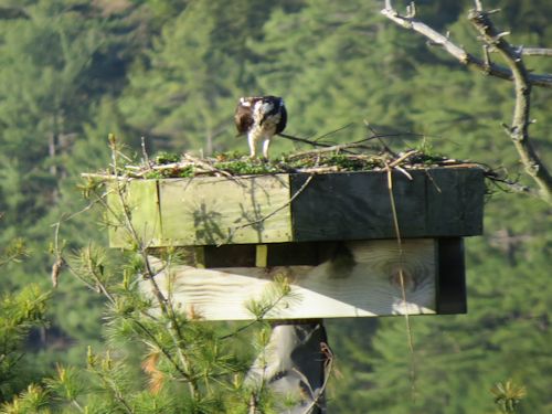 Sasanoa River osprey