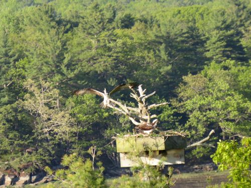 Sasanoa River osprey