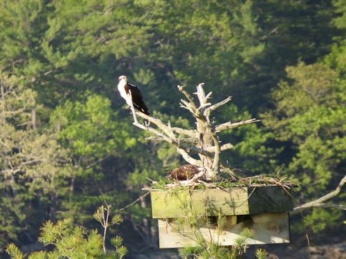 Sasanoa River osprey