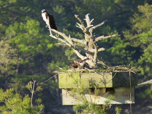 Sasanoa River osprey