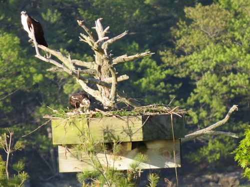 Sasanoa River osprey