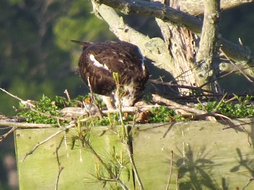 Sasanoa River osprey