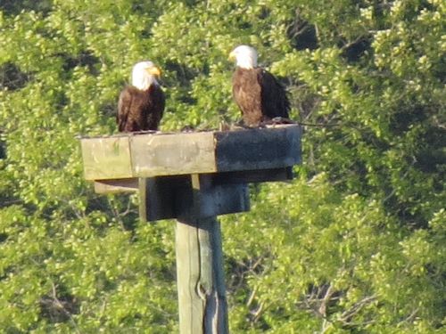 Sasanoa River eagles