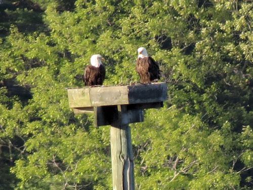 Sasanoa River eagles