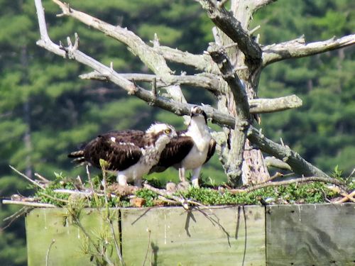 Sasanoa River osprey nest