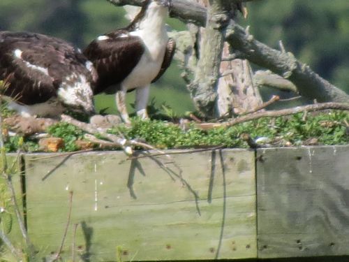 Sasanoa River osprey nest