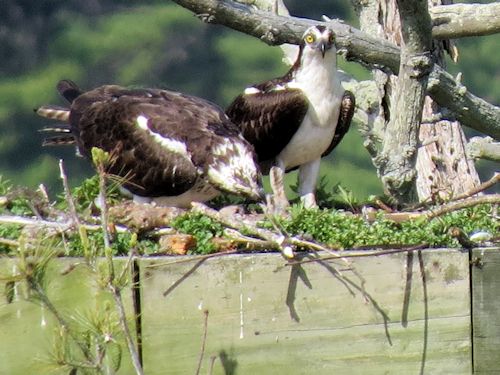 Sasanoa River osprey nest