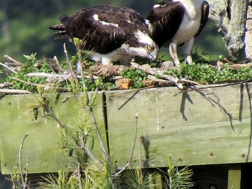 Sasanoa River osprey nest