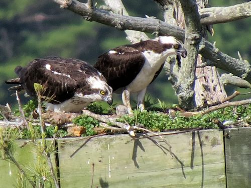 Sasanoa River osprey nest