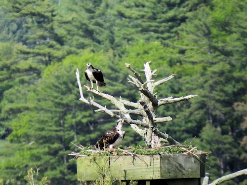 Sasanoa River osprey nest